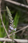 Carolina false vervain